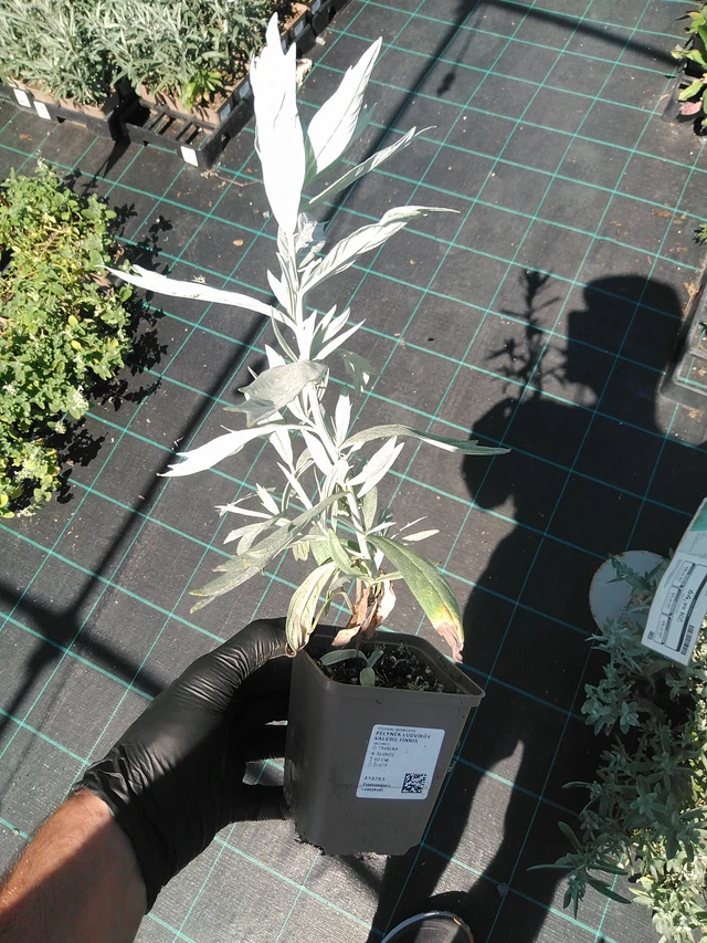 Artemisia ludoviciana Valerie Finnis - 19. 8. 2025