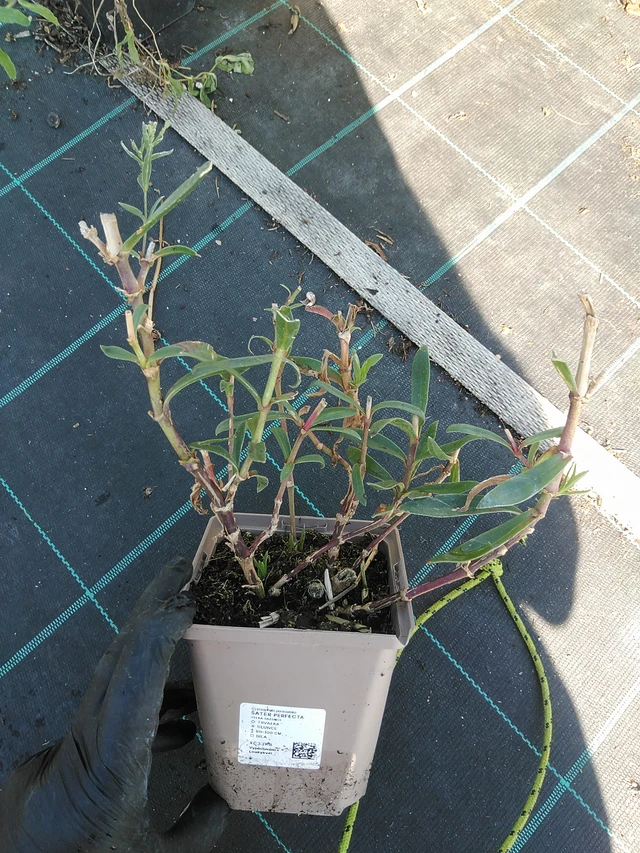 Morsiusharso Perfecta - 19. 8. 2025