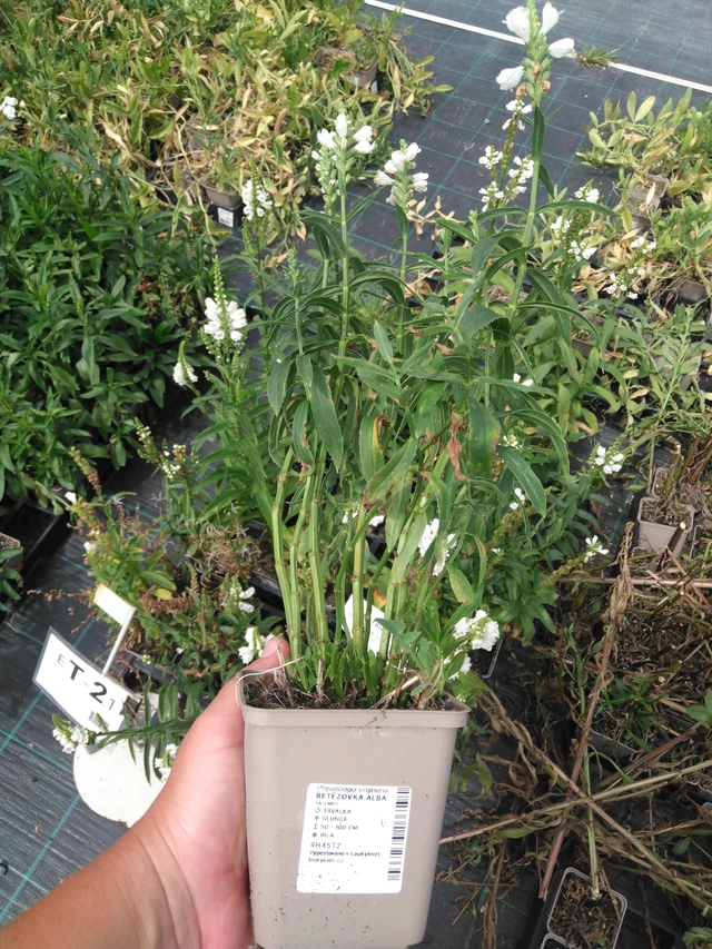 Kellopeippi Alba - 2024