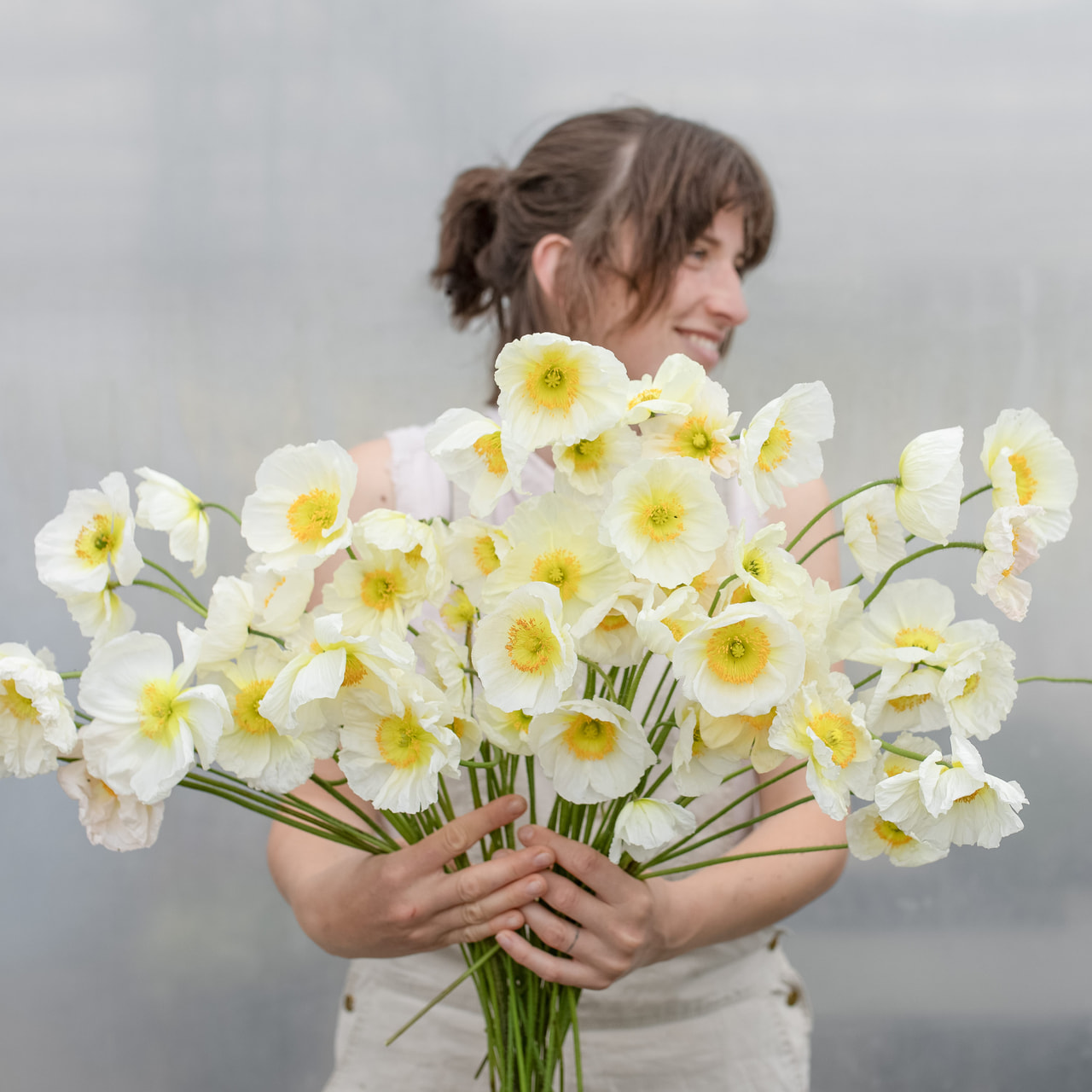 Valmue Champagne Bubbles White, Loukykvět