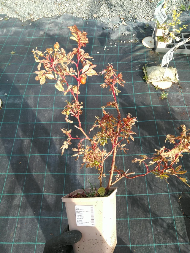 Rosa Magical Delight (Kolmade) - 31. 10. 2025