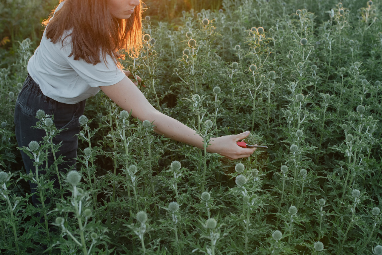 Globe Thistle, Loukykvět