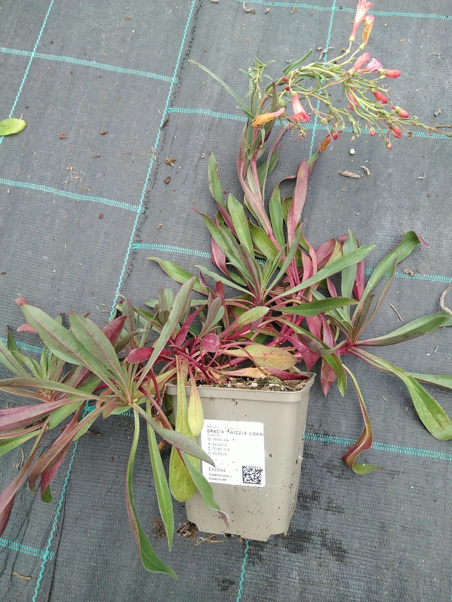 Partapipo Twizzle Coral - 10. 9. 2025