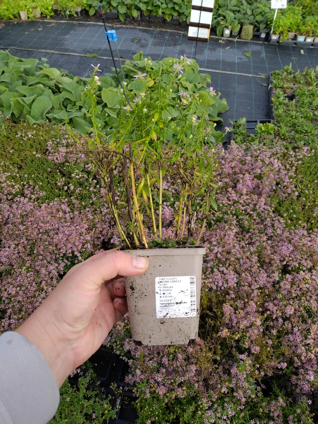 Asteri Lovely - 9. 10. 2025