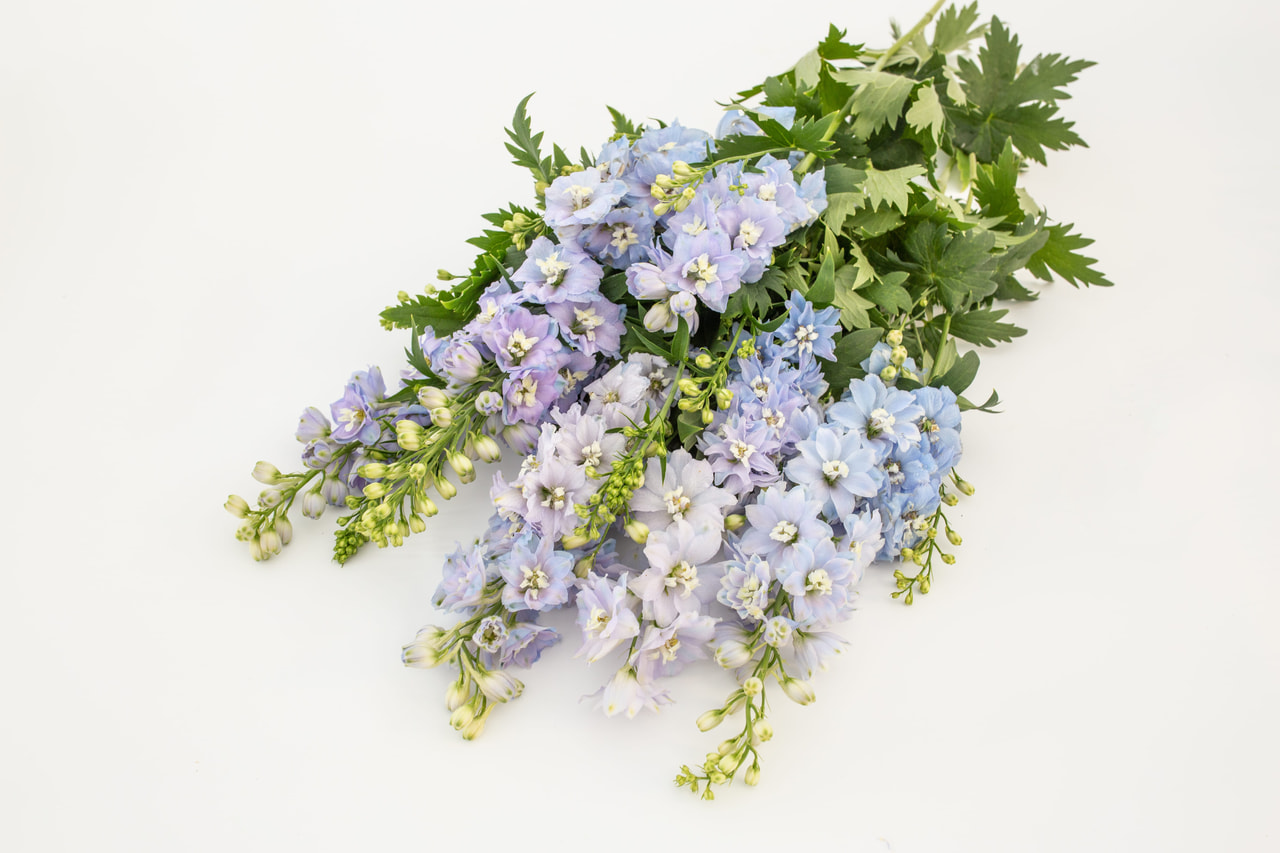 Delphinium Magic Fountains Sky Blue (White Bee), Loukykvět