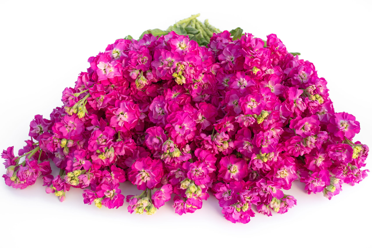 Stock StoX Deep Rose, Loukykvět