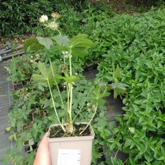 Planta