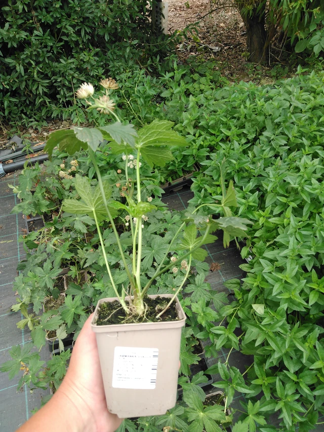 Tähtiputki Shaggy - 2024