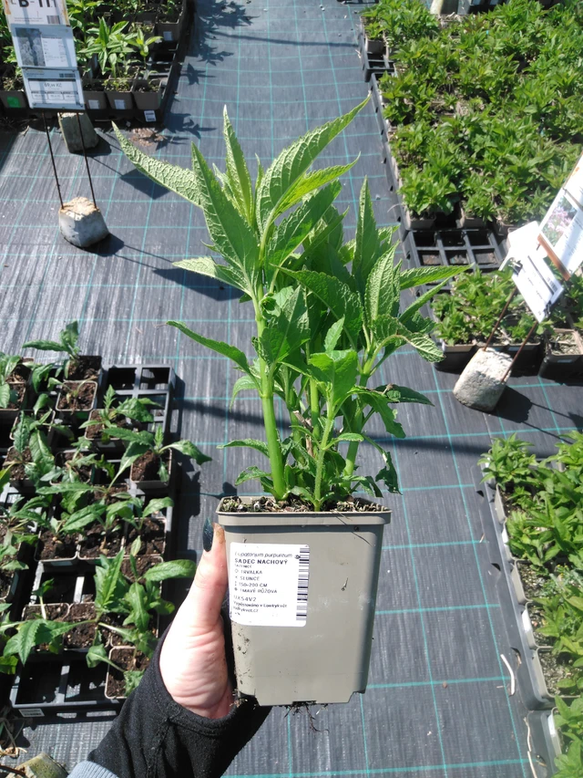 Purppurapunalatva - 13. 5. 2025