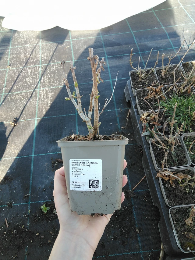 Hortenzie latnatá Silver Dollar - 7. 4. 2026