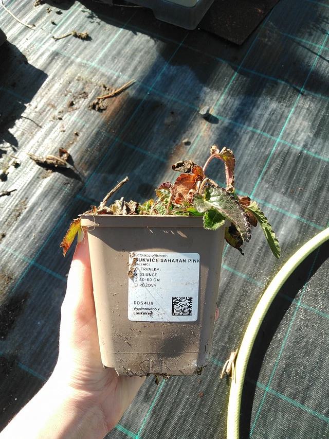 Betónica Saharan Pink - 7. 4. 2026