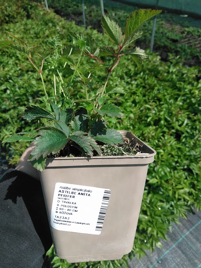 Jaloangervo Anita Pfeifer - 13. 5. 2025