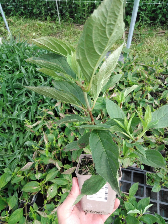 Syyshortensia Phantom - 2024