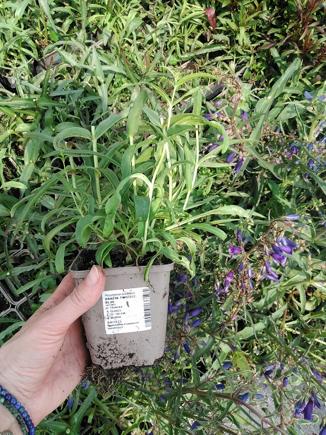 Partapipo Twizzle Blue - 9. 6. 2025