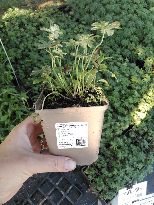 Kurjenpolvi Summer Skies - 19. 8. 2025