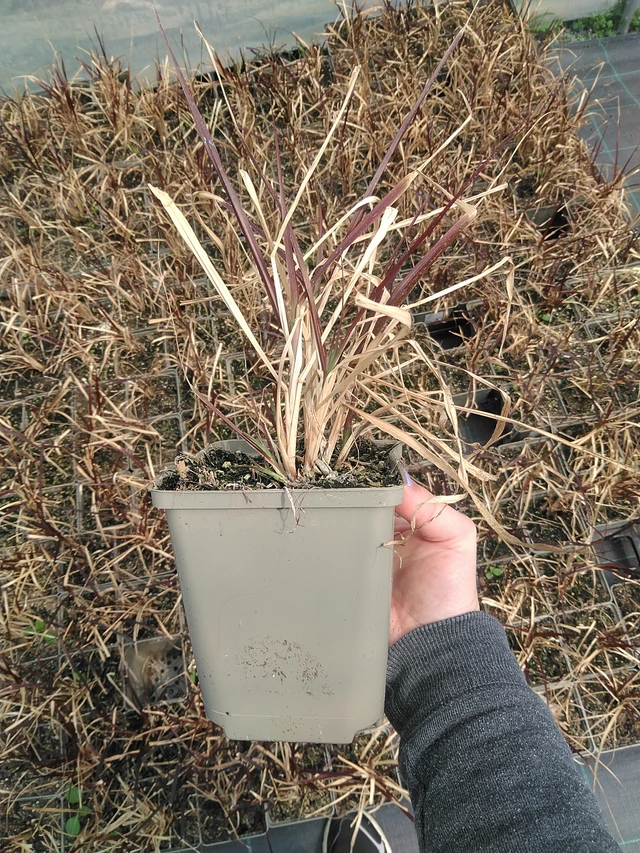 Helmihirssi Rubens - 9. 6. 2025