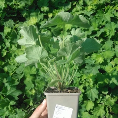 Seedling