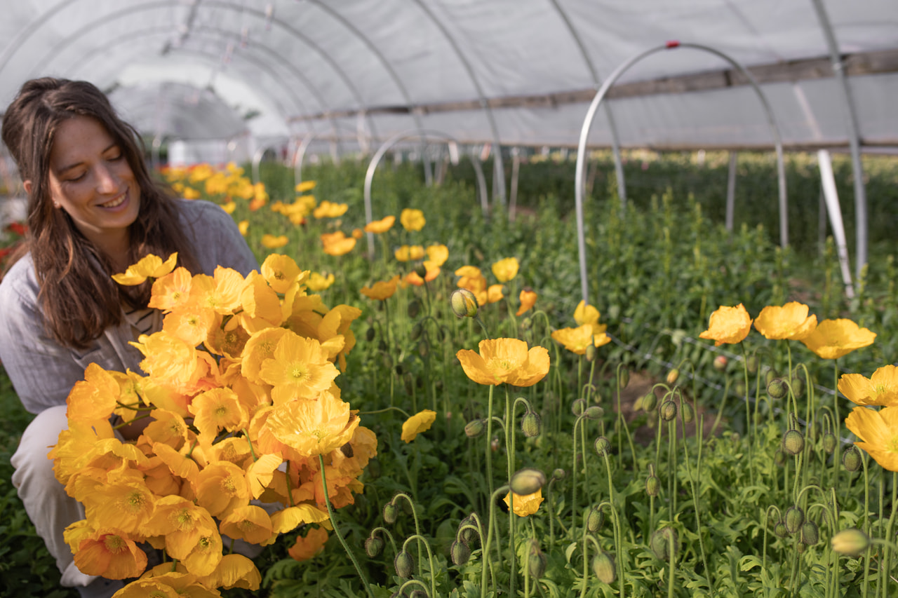 Unikko Champagne Bubbles Yellow, Loukykvět