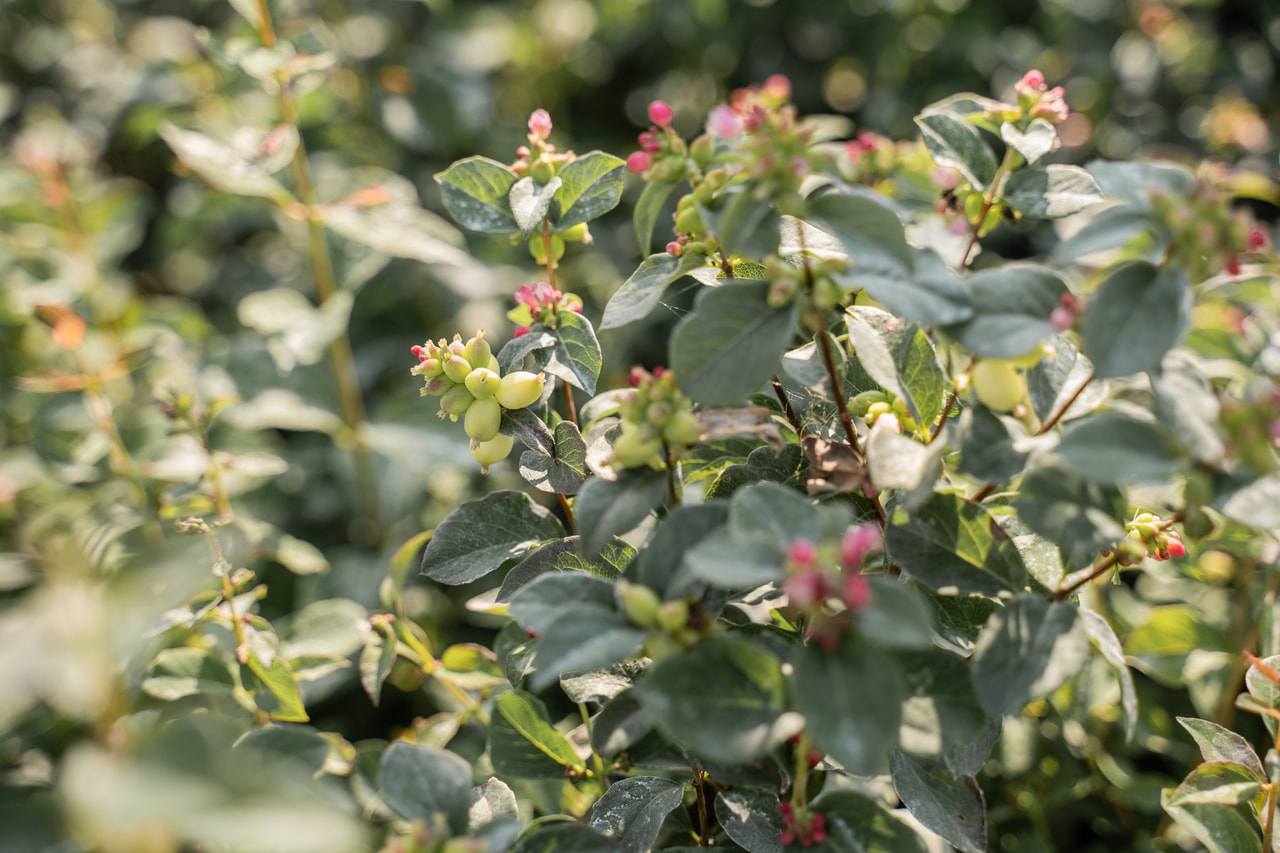 Symphoricarpos Magical Green Falls, Loukykvět