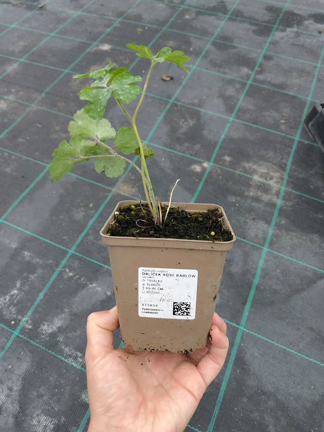 Lehtoakileija Rose Barlow - 10. 9. 2025