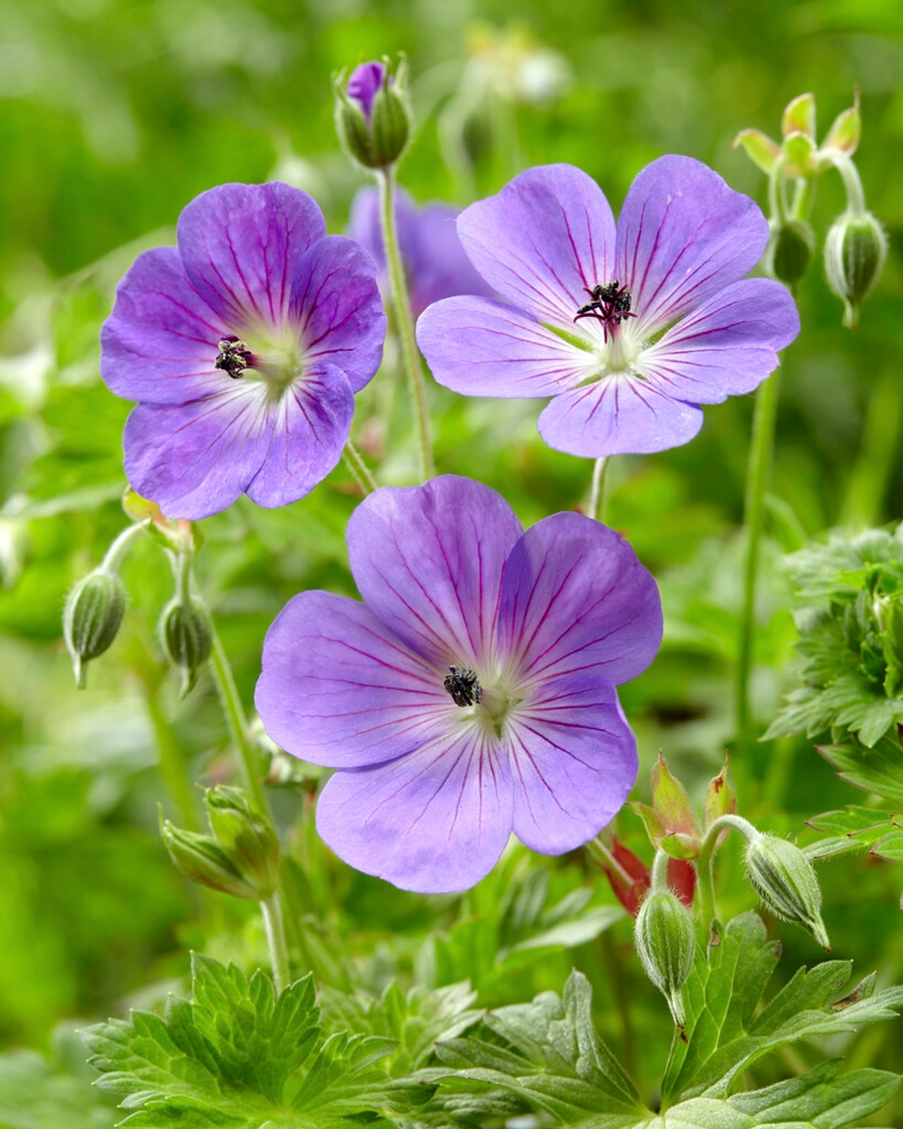 Kurjenpolvi Rozanne, Loukykvět