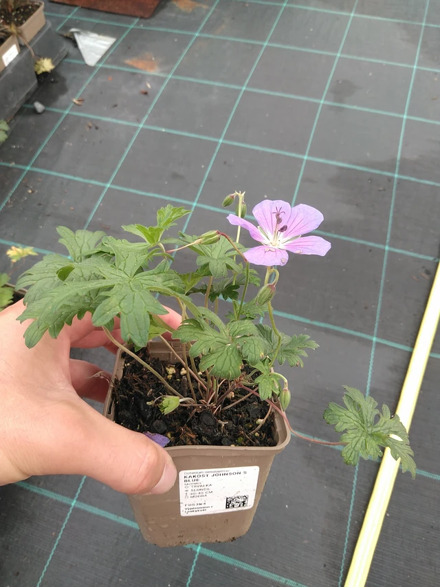 Kurjenpolvi Johnson ́s Blue - 21. 7. 2025