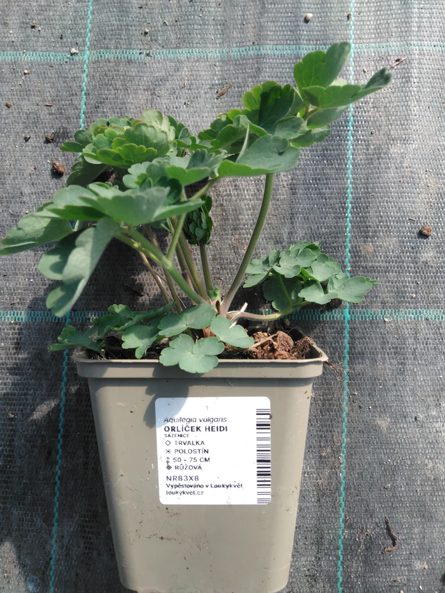 Aguileña Heidi - 3. 4. 2025