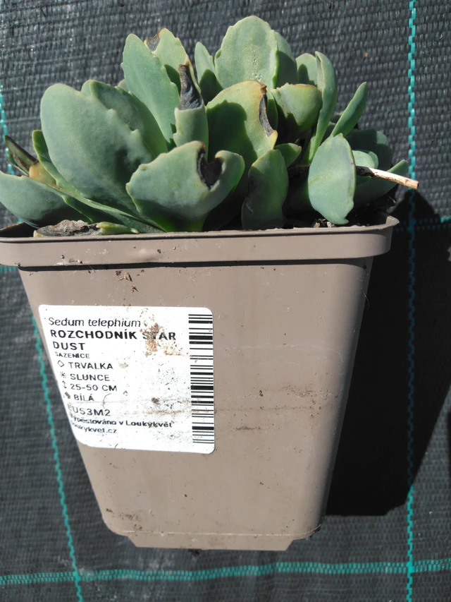 Komeamaksaruoho Star Dust - 3. 4. 2025