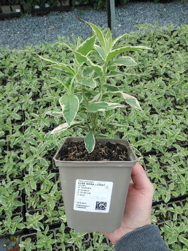 Syysleimu Nora Leight - 9. 6. 2025