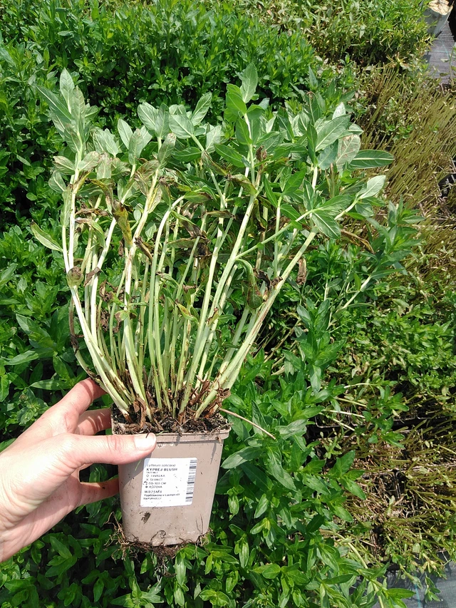 Rantakukka Blush - 9. 6. 2025