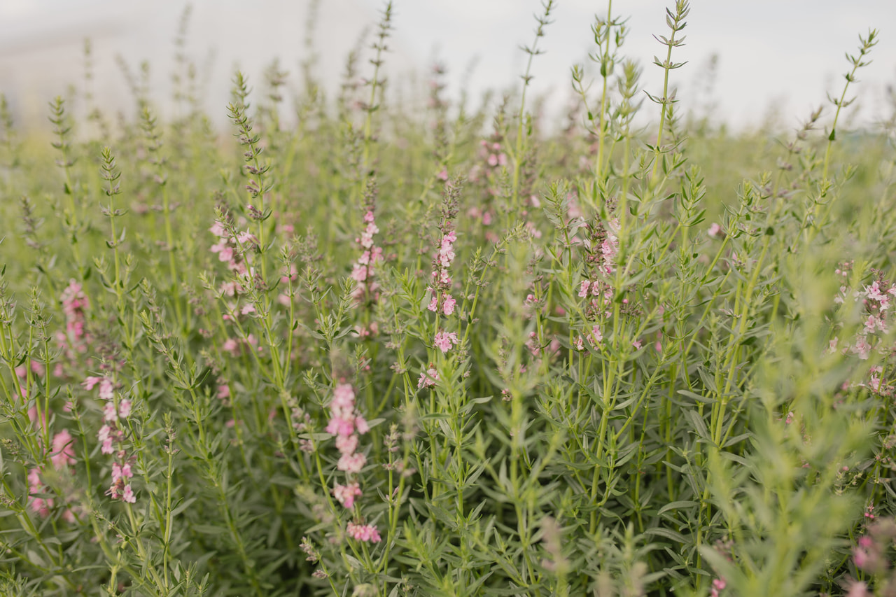 Hisopo Roseus, Loukykvět