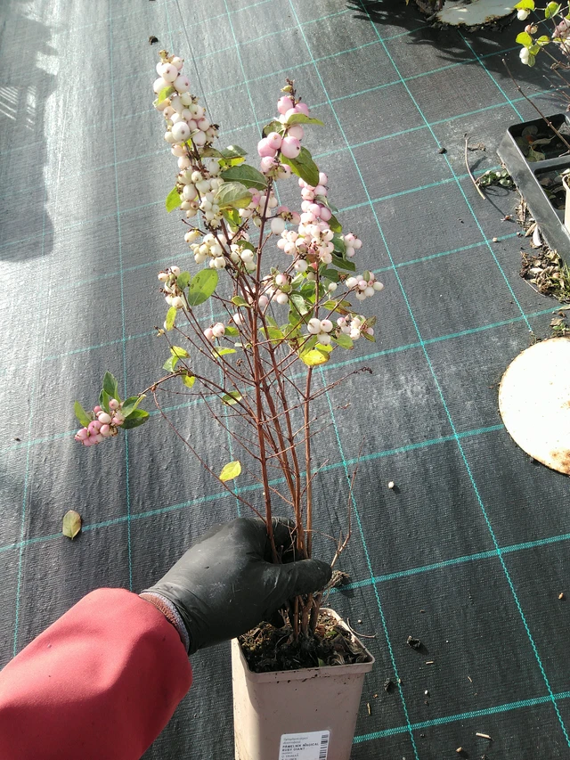 Symphoricarpos Magical Ruby Giant - 31. 10. 2025