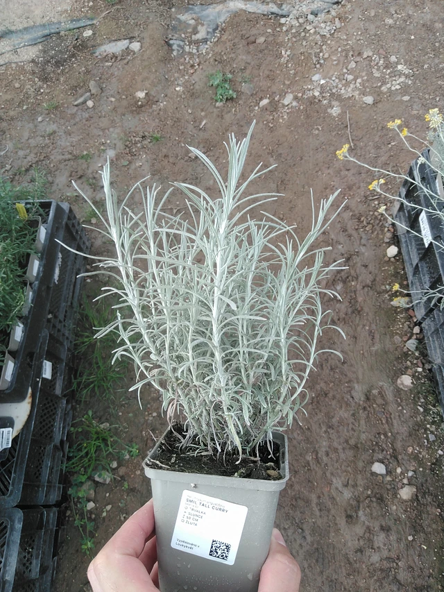 Smil Tall Curry - 1. 8. 2025