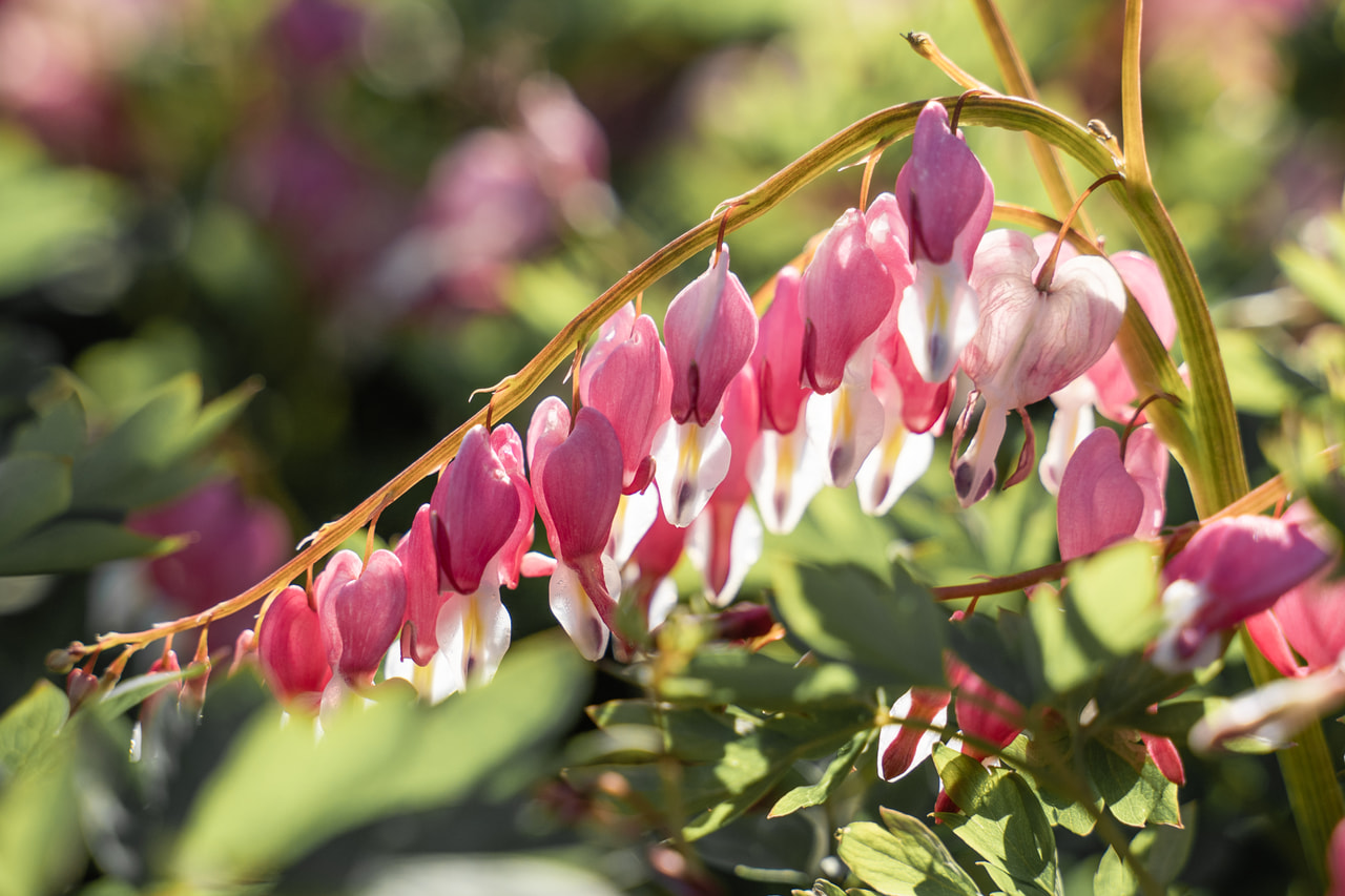 Särkynytsydän, Loukykvět