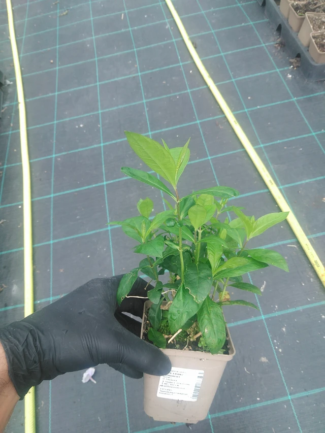 Leimu Franz Schubert - 10. 9. 2025