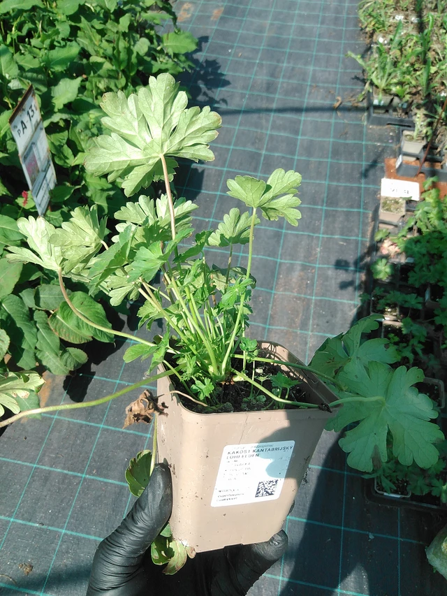 Peittokurjenpolvi Lohfelden - 19. 8. 2025