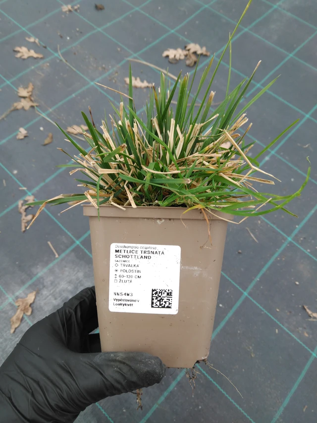 Metlice trsnatá Schottland - 1. 4. 2026