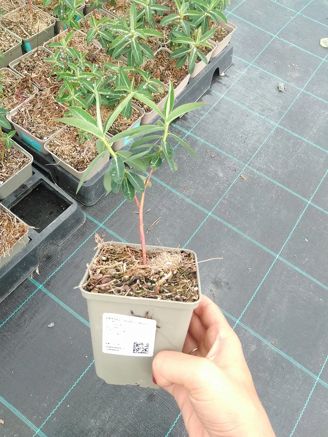 Euforbia schillingii - 10. 9. 2025