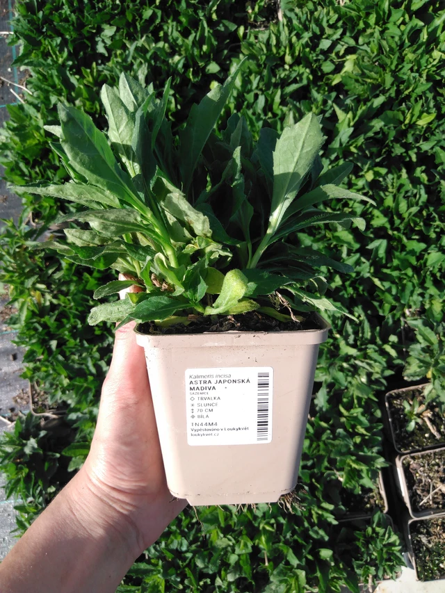 Kiinaasteri Madiva - 2024