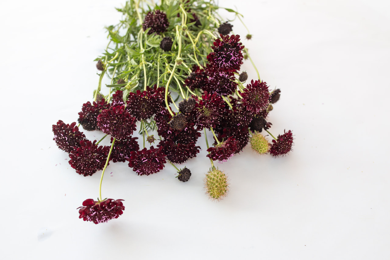 Törmäkukka QIS Black Purple, Loukykvět