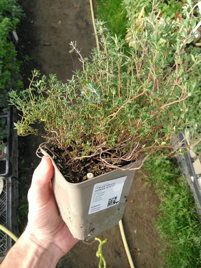 Tomillo German Winter - 31. 10. 2025