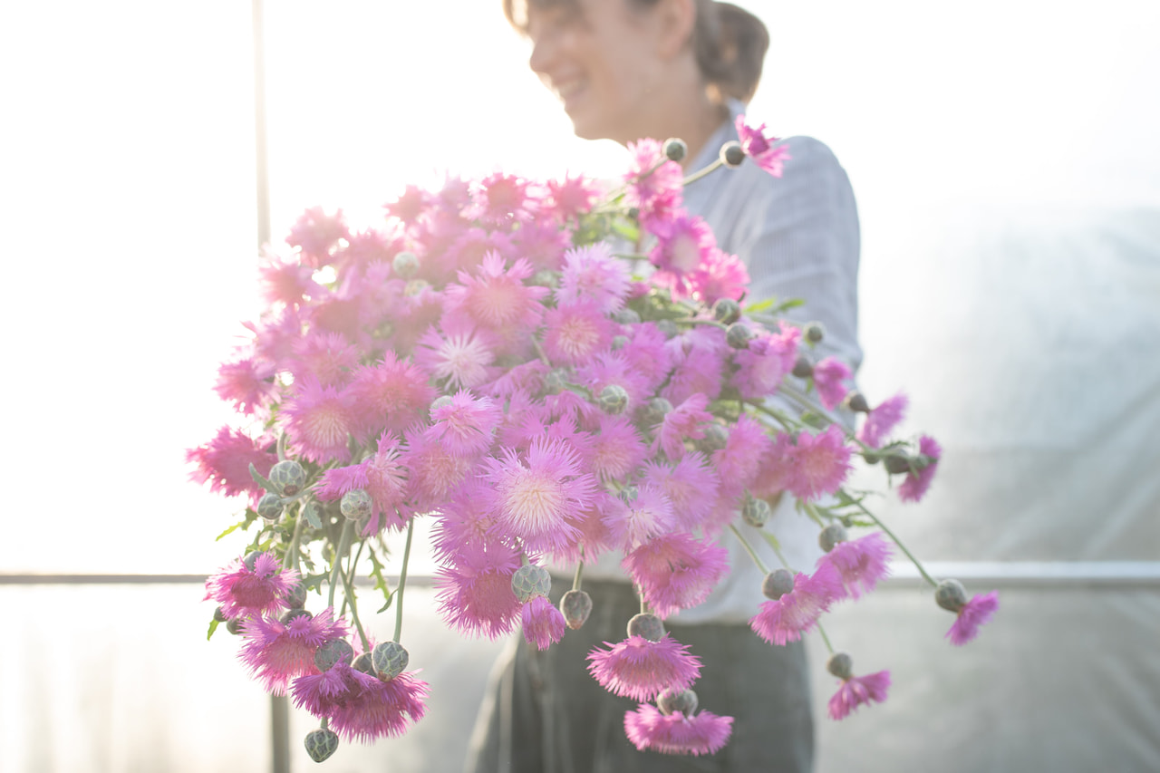 Aciano imperial Splendens, Loukykvět