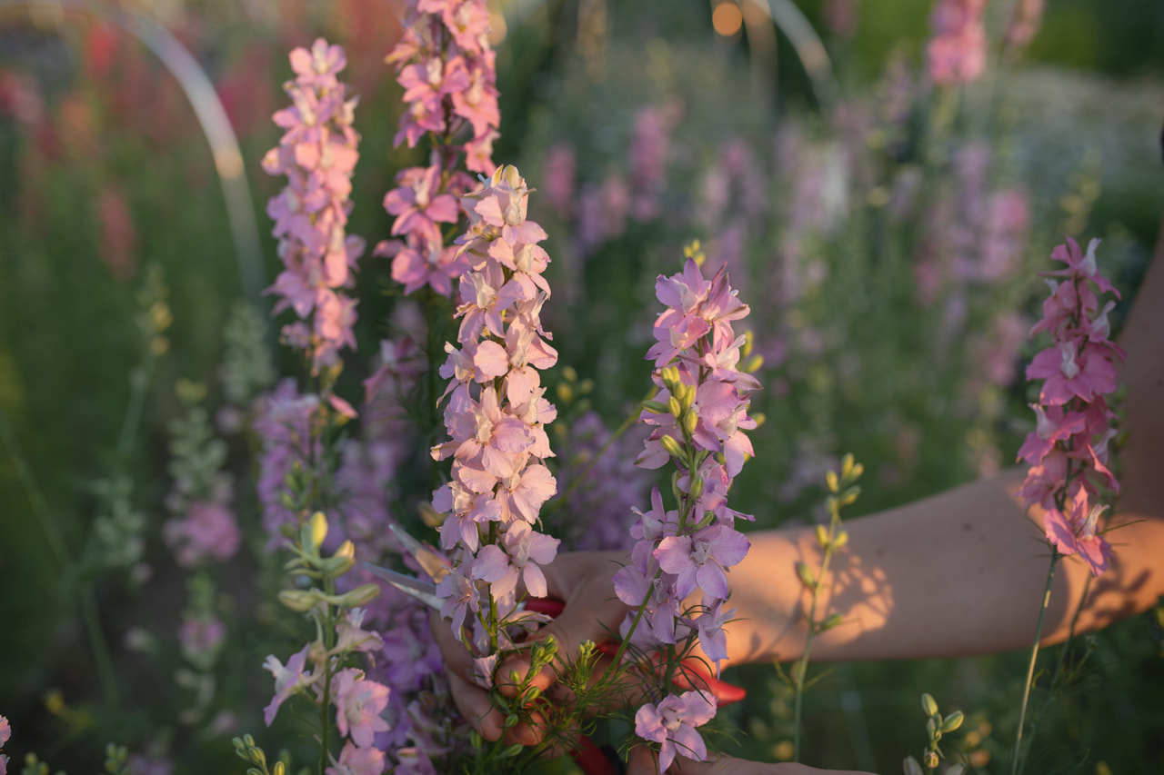Larkspur QIS Light Pink, Loukykvět