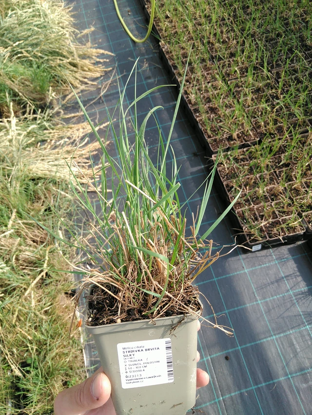 Tähkähelmikkä Silky - 24. 6. 2025