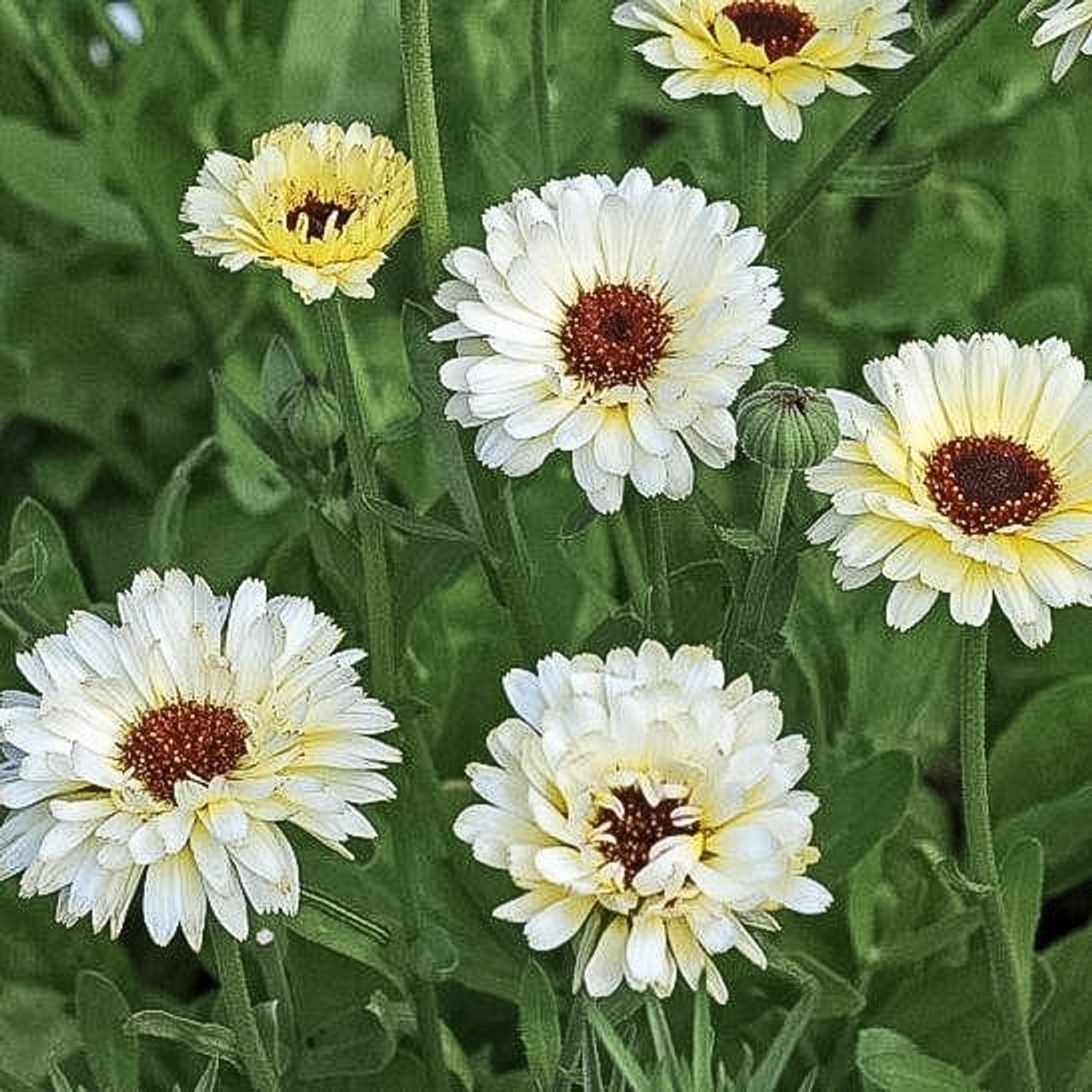 Marigold Ivory Princess, Loukykvět