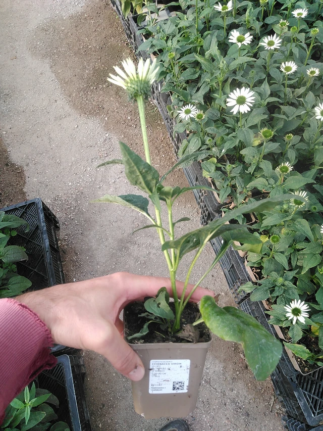 Punahattu Virgin - 1. 9. 2025