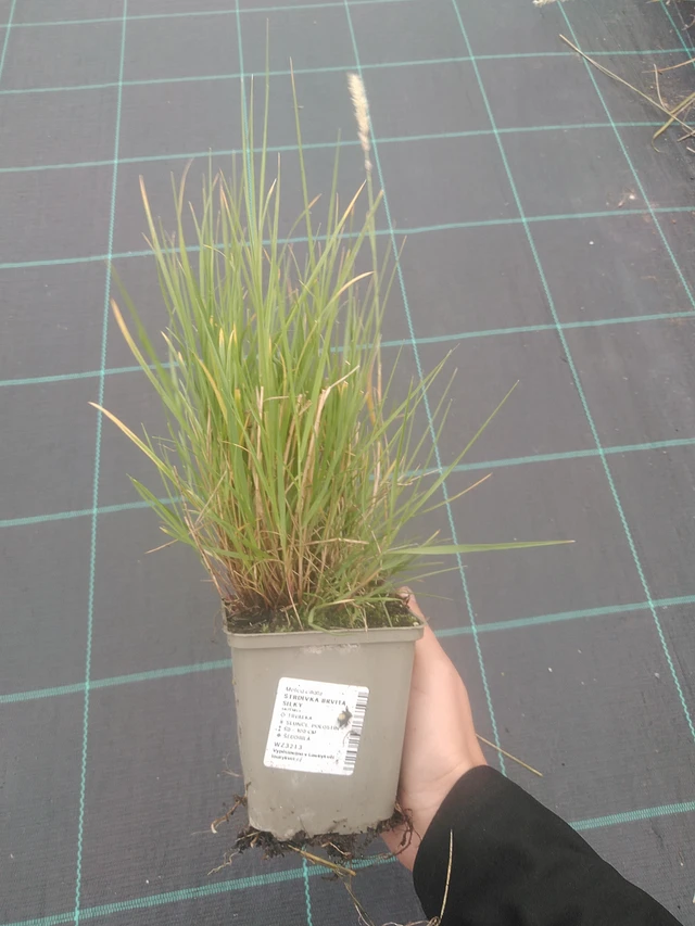 Tähkähelmikkä Silky - 10. 10. 2025