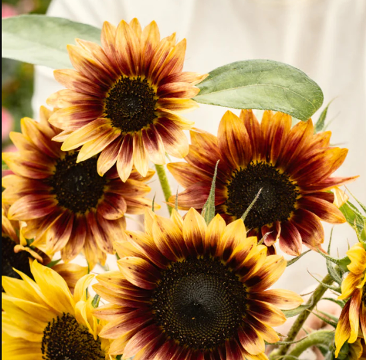 Zonnebloem Desert Sun, Loukykvět