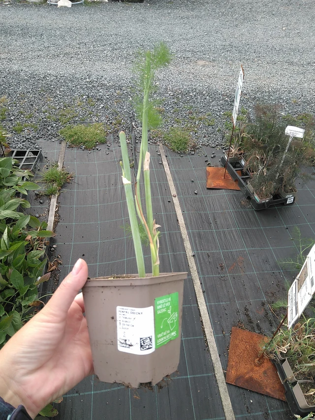 Hinojo - 11. 7. 2025