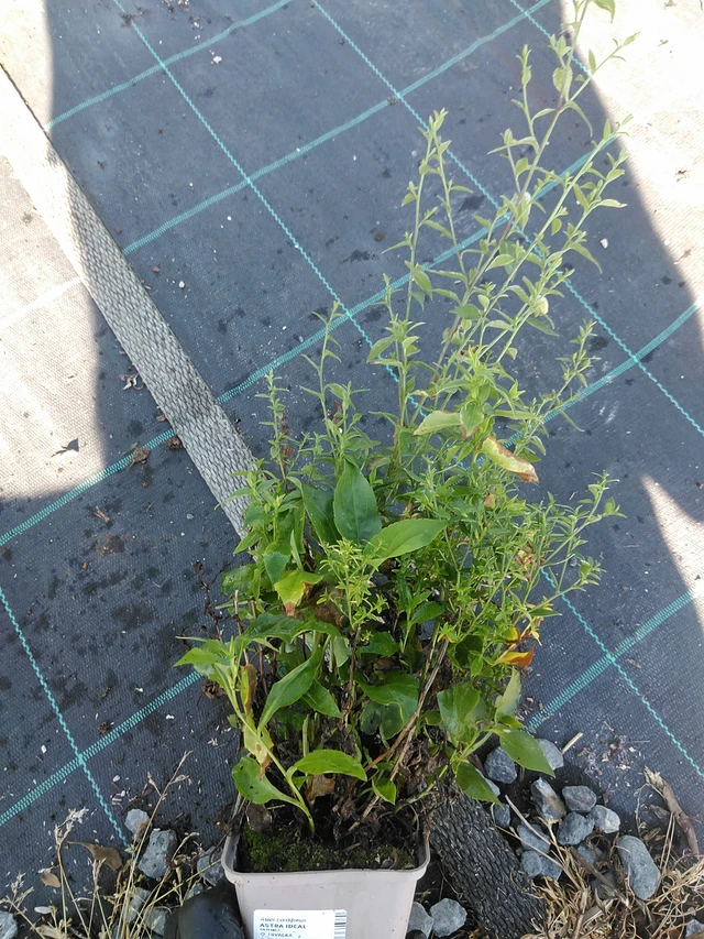 Kiinanasteri Ideal - 19. 8. 2025